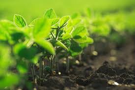 Pruebas de productos biológicos agrícolas Tendencias de crecimiento del mercado
