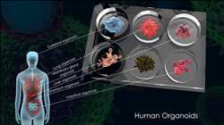 Crecimiento del mercado mundial de organoides humanos