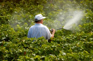 pesticida organico Mercado Demanda-Oferta