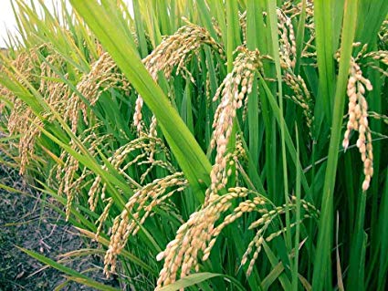 semillas de arroz Tendencias de crecimiento del mercado