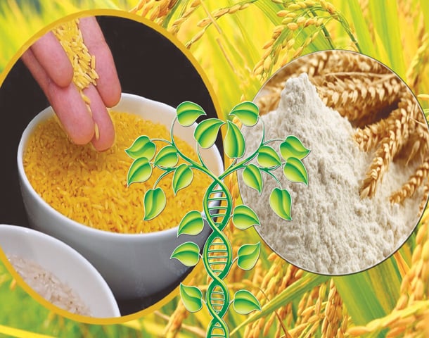 Biofortificación Tendencias de crecimiento del mercado