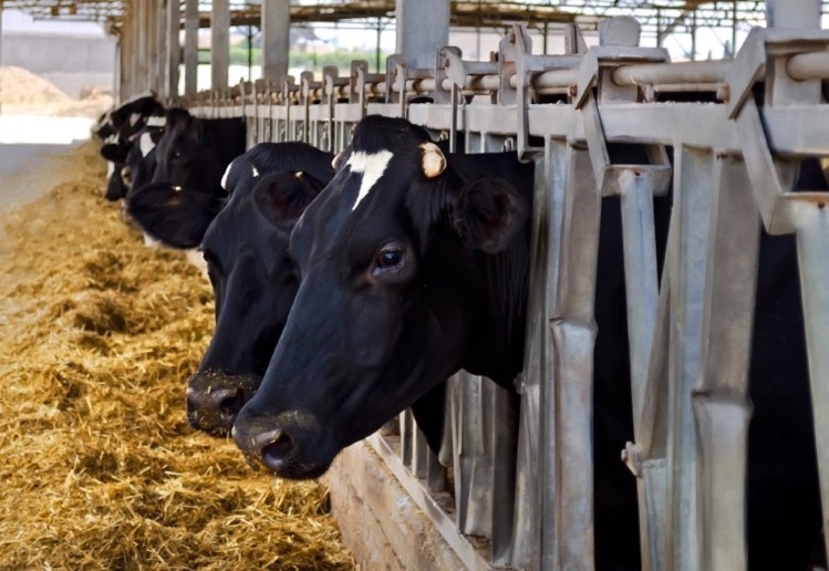 Alimentos para ganado y aditivos para alimentos Tendencias de crecimiento del mercado