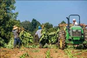 Operaciones de agricultura 시장