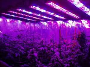 Luces de cultivo hidropónicas LED Mercado