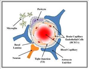 Entrega global de medicamentos a través de la barrera hematoencefálica Perspectiva del mercado