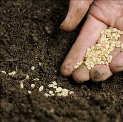 Crecimiento del mercado global de semillas orgánicas